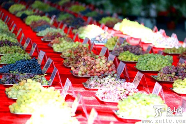第24届中国丝绸之路吐鲁番葡萄节开幕